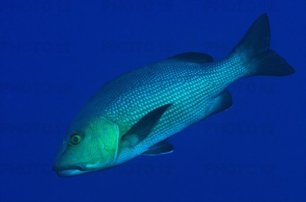 Two-spot red snapper