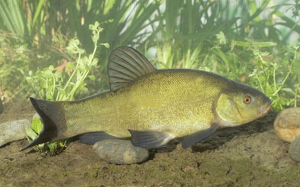 Tench