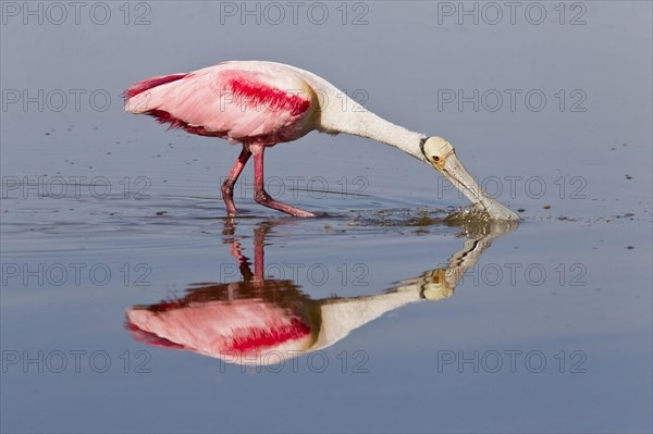 Roseate spoonbill