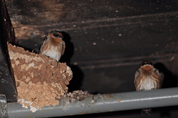 Cave swallow