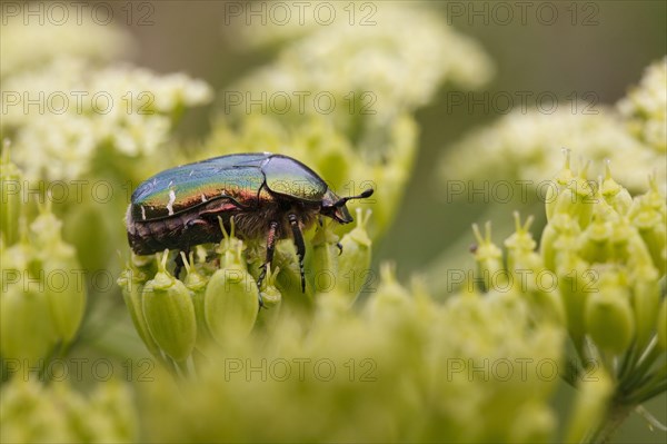 Rose-chafer