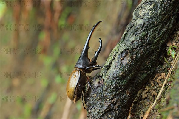 Hercules Beetle