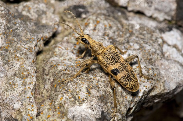 Black-spotted Longhorn Beetle