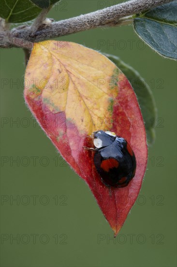 Asian Ladybird