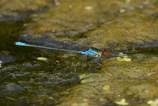 Small Red-eyed Damselfly