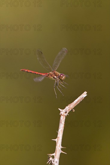 Common Darter