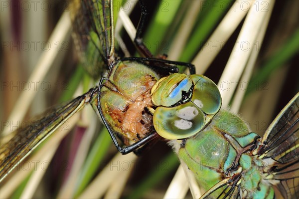 Emperor dragonfly