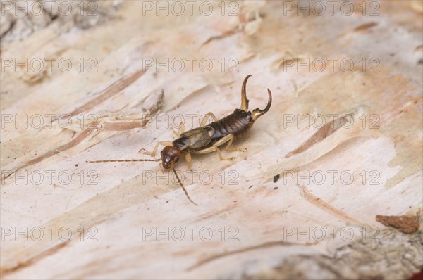 Common earwig