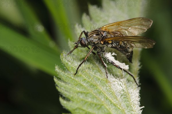 Adult empis tessellatav