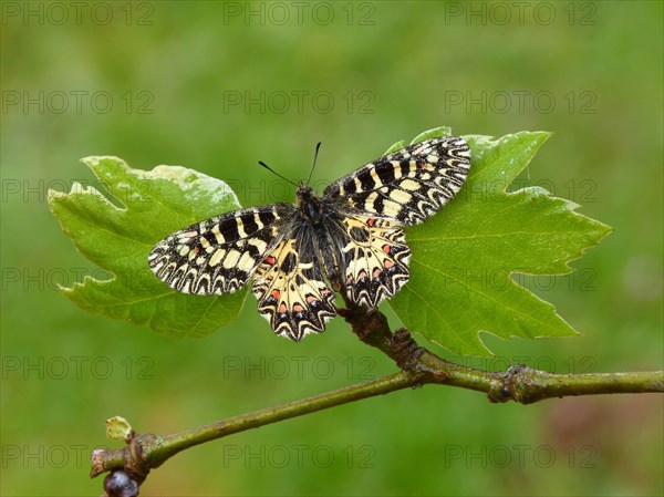 Southern festoon