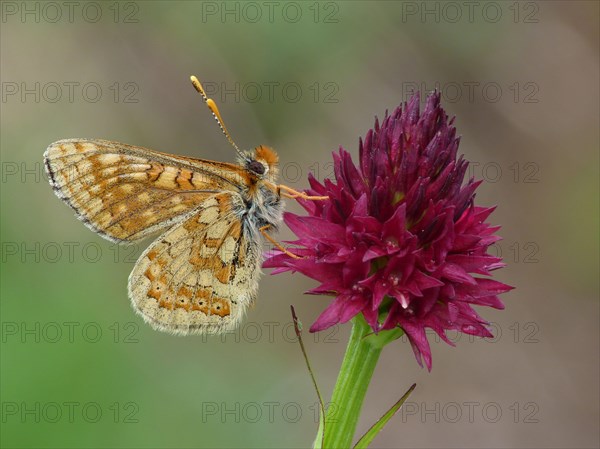 Alpine Marsh Fritillary