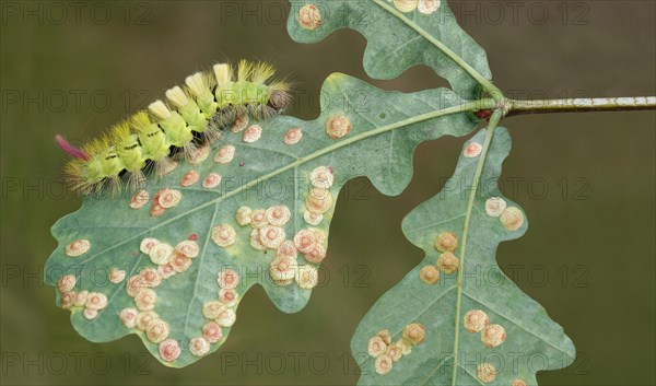 Pale tussock