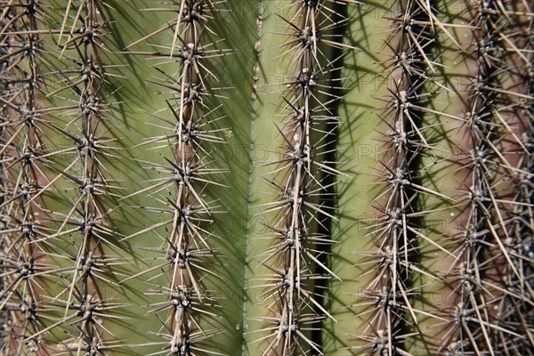 Saguaro