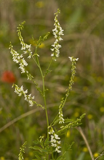 Flowering white melilot