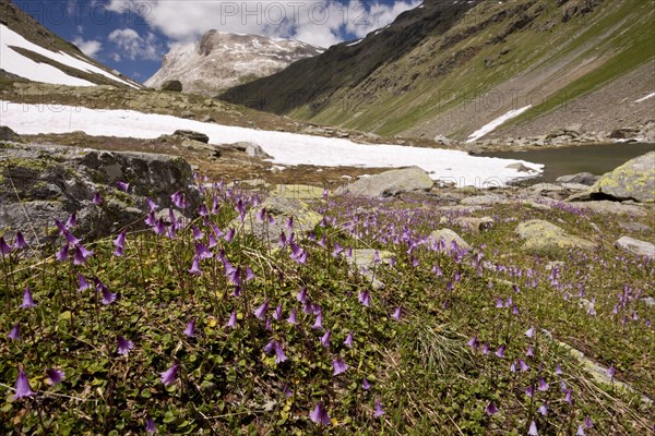 Dwarf Snowbell