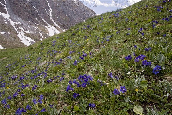 Koch's Gentian