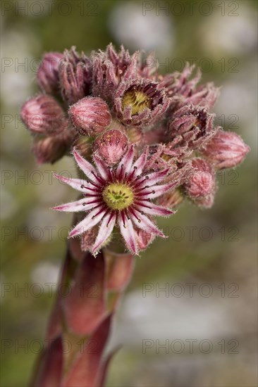 Tectorum