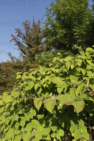 Japanese Knotweed