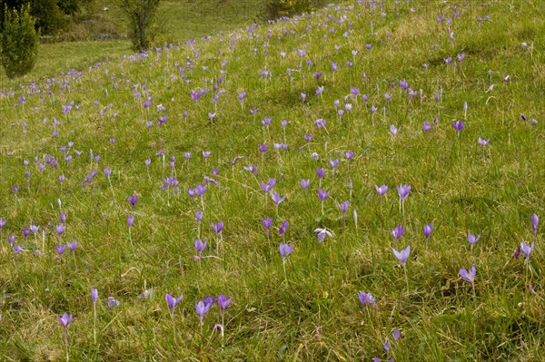 Crocus