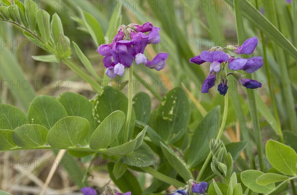 Sea pea