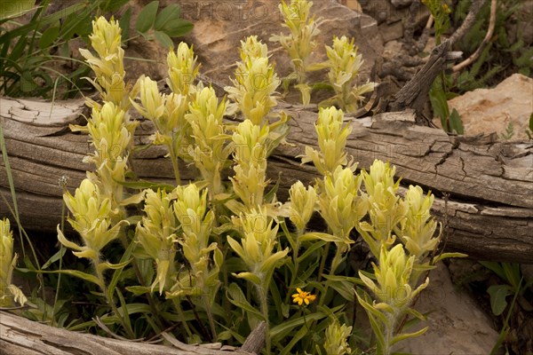 Flowering Western Paintbrush