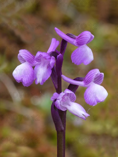 Champagne orchid