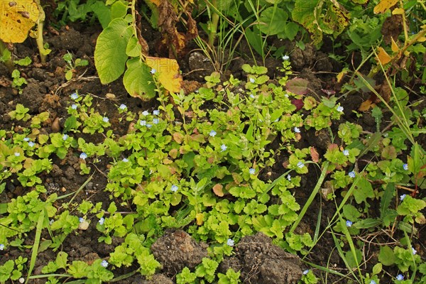 Flowering bird's-eye