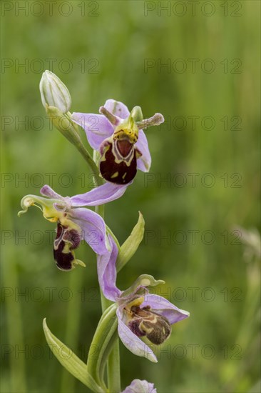 Bee orchid flowering head