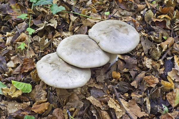 Aniseed toadstool