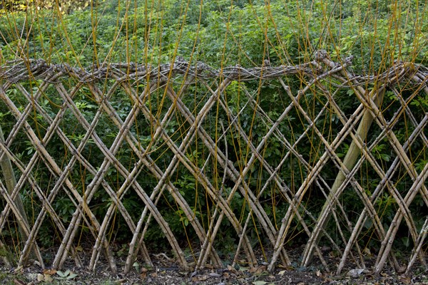 Living willow fences sprouting