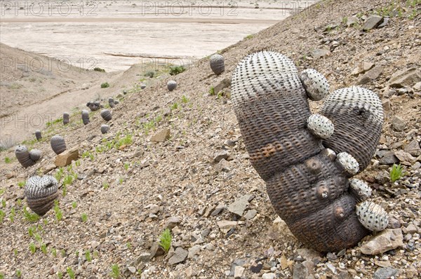 Copiapoa de Philippi