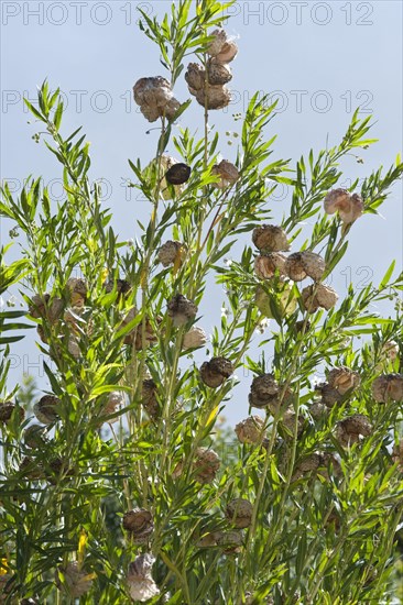 Silk plant