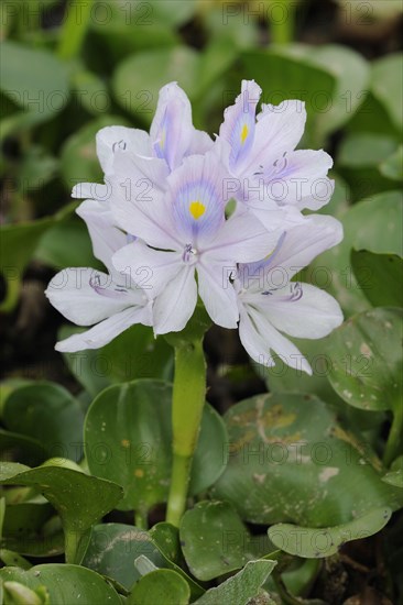 Water hyacinth