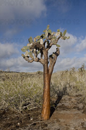 Giant prickly pear found on Santa Fe Island