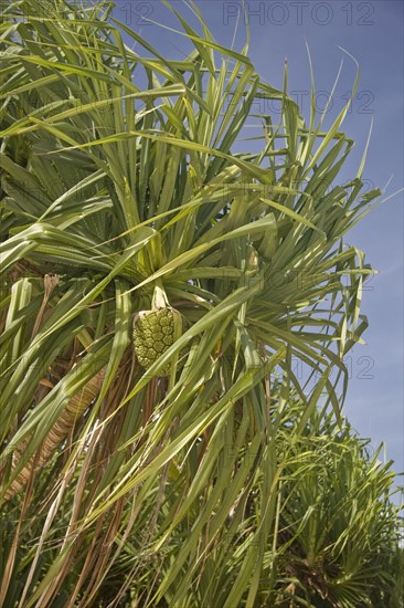 Fragrant Screwpine