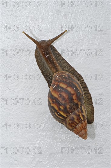 African giant snail