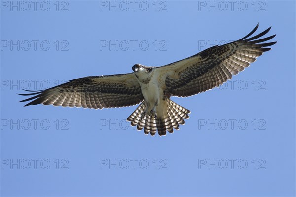 Western osprey