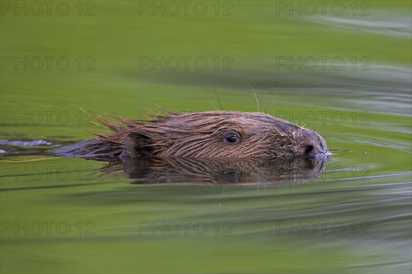 Eurasian beaver