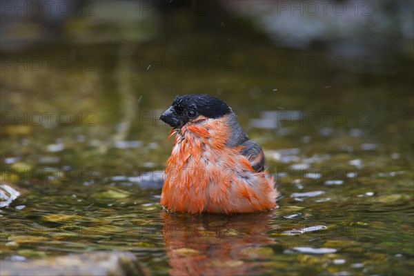 Bullfinch