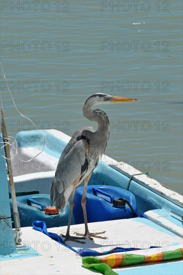 Great Blue Heron