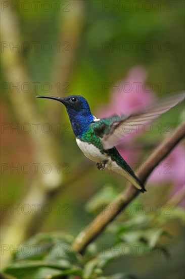 Jacobin Hummingbird