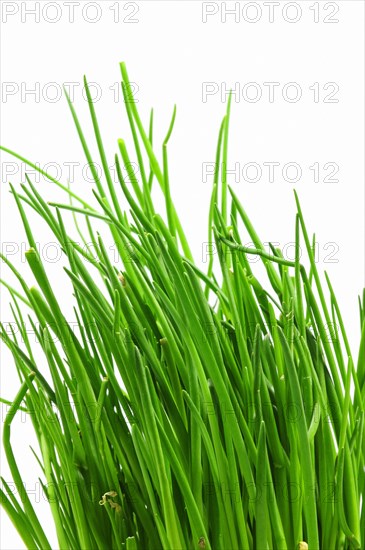 Chives