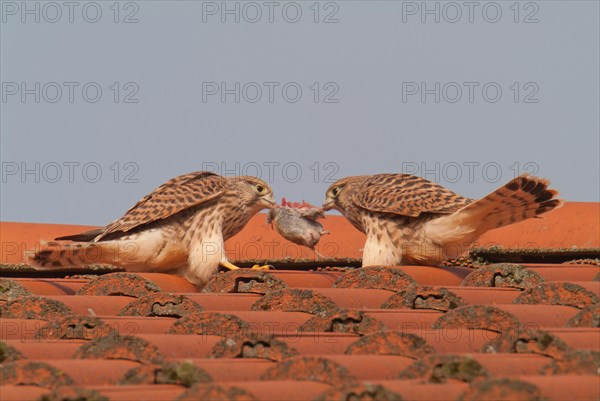 Kestrels fight over mouse