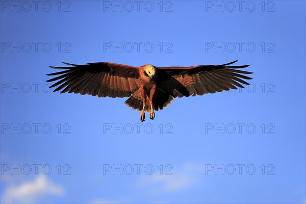 Black-collared hawk