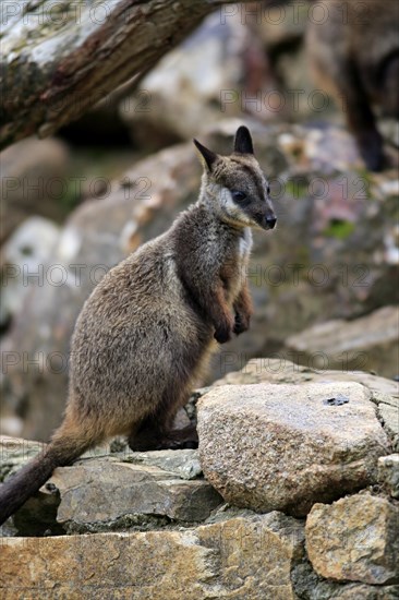 Brush-tailed rock-wallaby