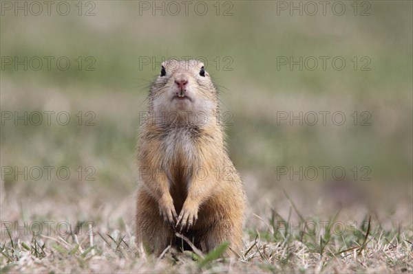 European gopher