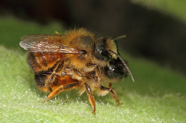 Red mason bee