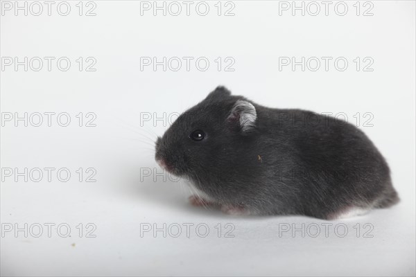 Young Russian Dwarf Hamster