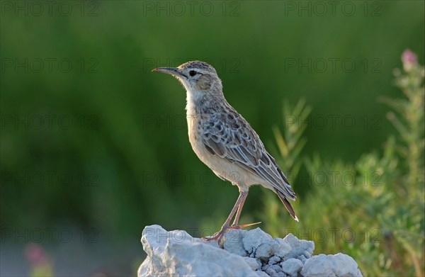 Spike-heeled lark