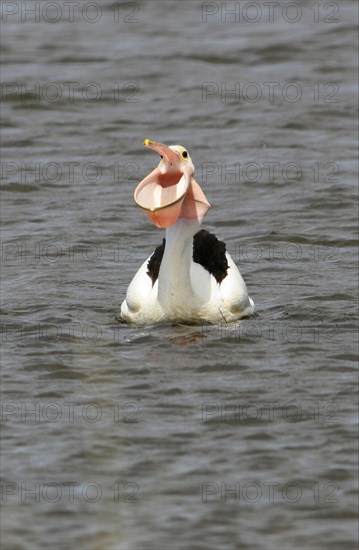 Australian pelican